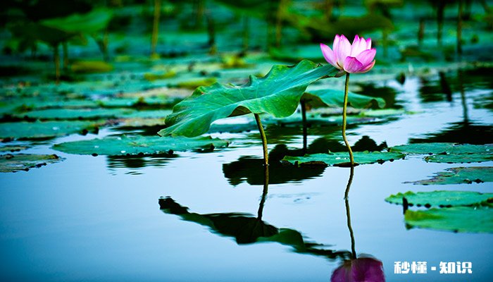 莲花什么时候开 莲花的开放时间