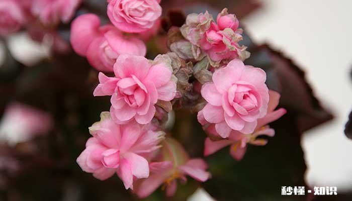 夫妻海棠的养殖方法和注意事项 夫妻海棠的养殖方法