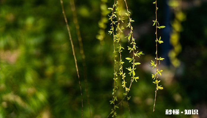 阔叶树有哪些 阔叶树有哪些树种