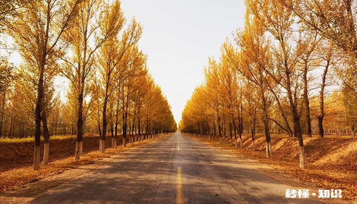 阔叶树有哪些 阔叶树有哪些树种