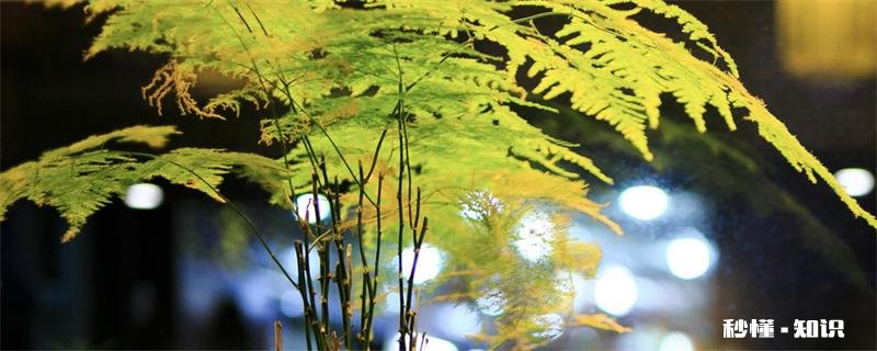 水培文竹的养殖方法和注意事项 水培文竹的养殖方法