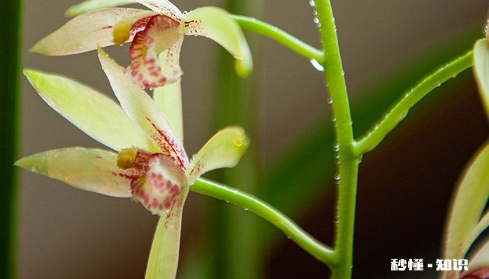 剑兰的养殖方法和注意事项 剑兰的养殖方法