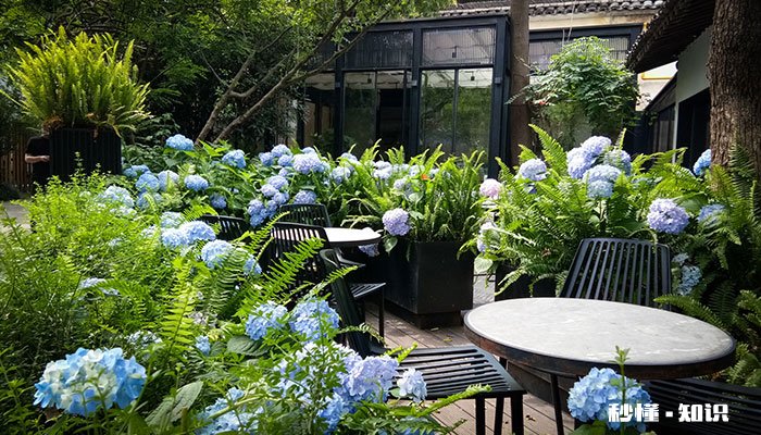 绣球怎么修剪 绣球的修剪方法