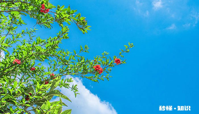 石榴花什么时候开 石榴花的开花时间
