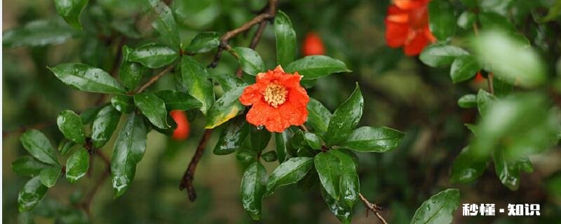 石榴花什么时候开 石榴花的开花时间