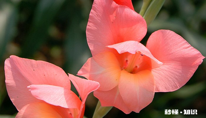 剑兰花语 剑兰花语是什么