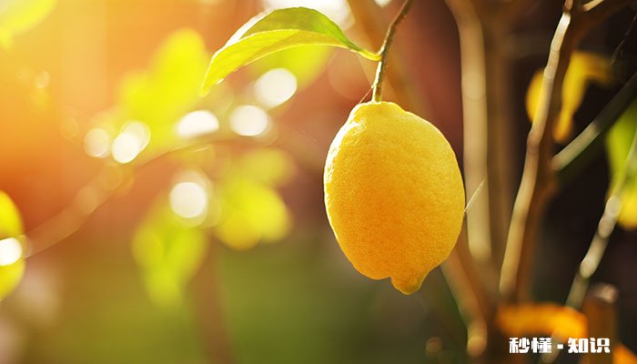 柠檬树怎么修剪 柠檬树的修剪方法
