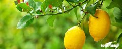 柠檬树怎么修剪 柠檬树的修剪方法