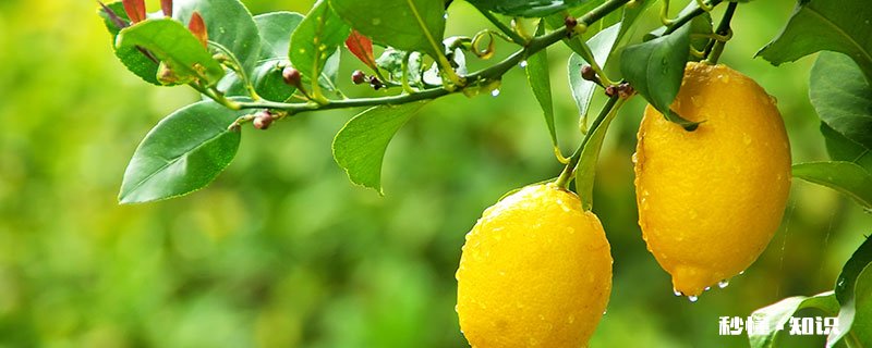 柠檬树怎么修剪 柠檬树的修剪方法