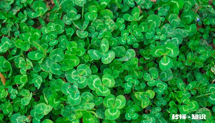 四叶草的花语 四叶草的花语是什么