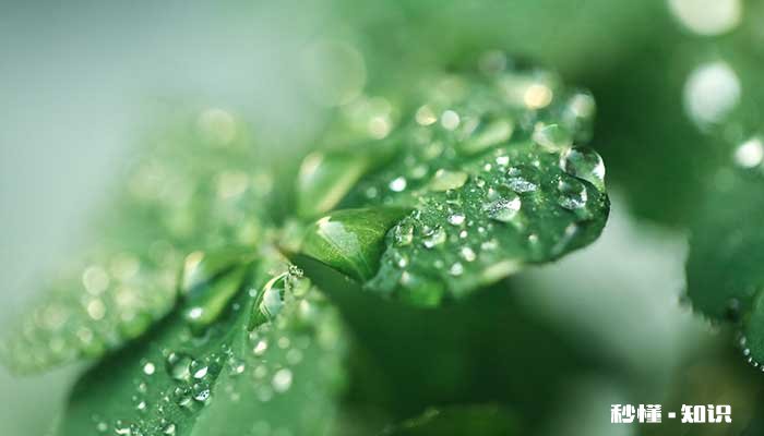 四叶草的花语 四叶草的花语是什么