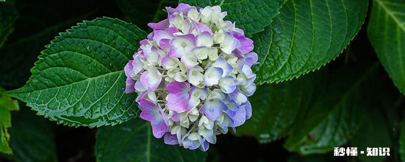 洋绣球花的养殖方法和注意事项 洋绣球花的养殖方法