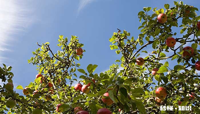 苹果树开春施什么肥好 苹果树开春施什么肥