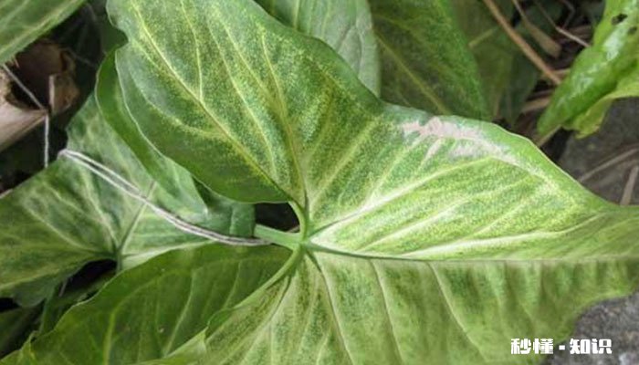 万年青怎么修剪 万年青的修剪方法