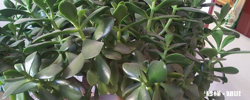 万年青怎么修剪 万年青的修剪方法