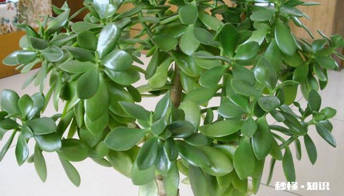 万年青怎么修剪 万年青的修剪方法