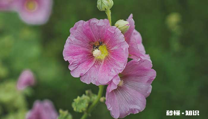 芙蓉花语 芙蓉花语是什么