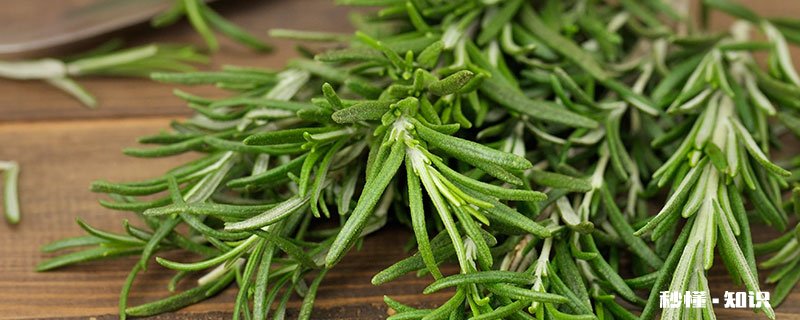 迷迭香怎么修剪 迷迭香的修剪方法