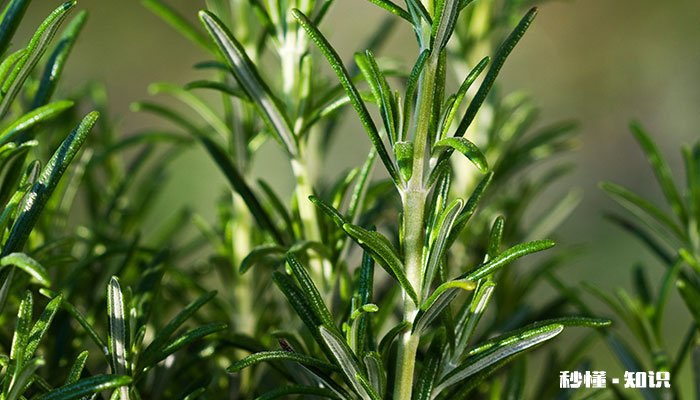 迷迭香怎么修剪 迷迭香的修剪方法