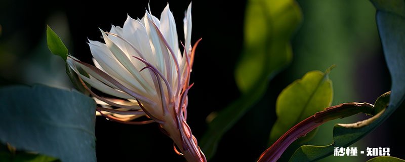 白色的花有哪些 有哪些白色的花