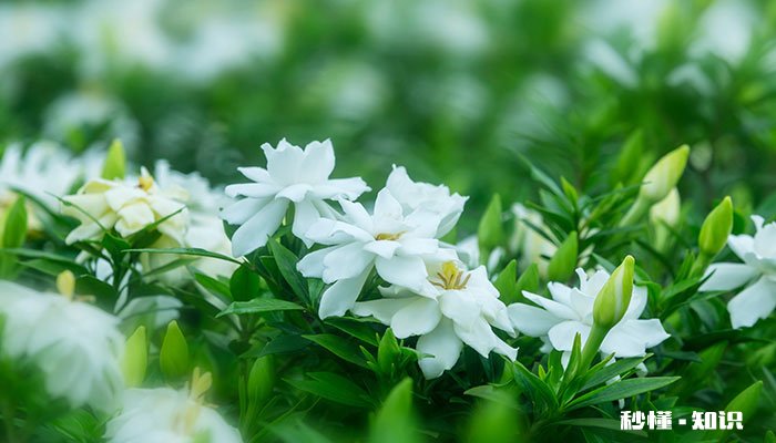 白色的花有哪些 有哪些白色的花