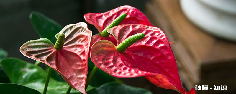 红色的花有哪些 红色花卉品种有哪些