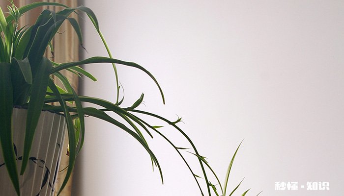 青叶吊兰的养殖方法和注意事项 青叶吊兰的养殖方法