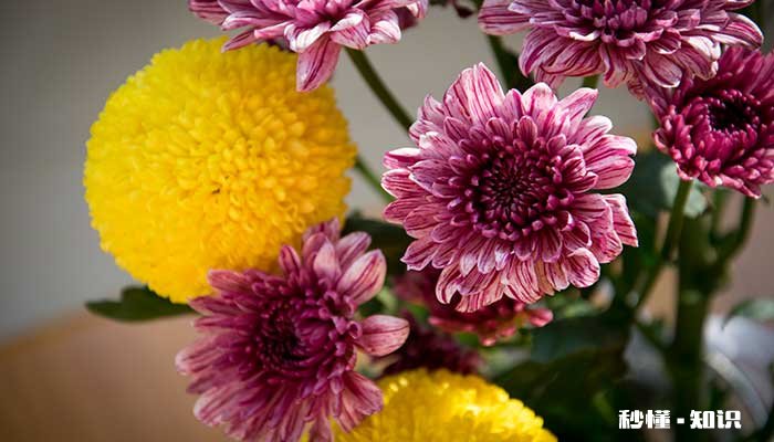 乒乓菊怎么修剪 乒乓菊的修剪方法