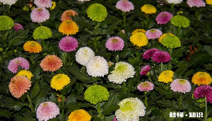 乒乓菊怎么修剪 乒乓菊的修剪方法