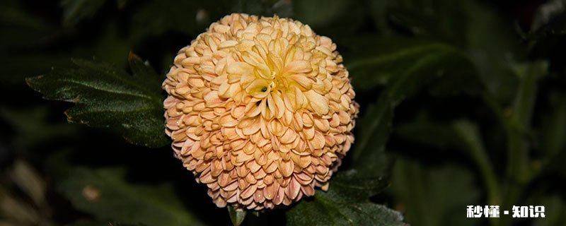 乒乓菊怎么修剪 乒乓菊的修剪方法