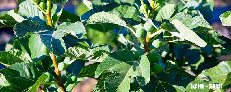 盆栽无花果怎么修剪 盆栽无花果的修剪方法