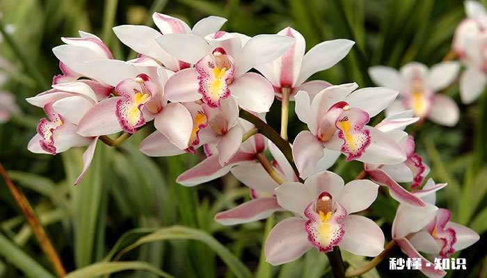 蕙兰的养殖方法和注意事项 蕙兰的养殖方法