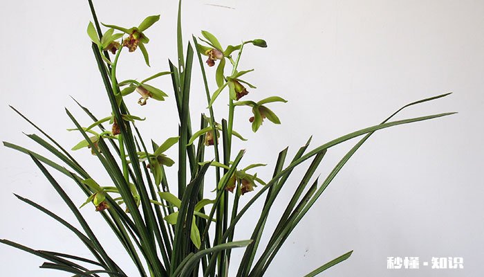 蕙兰的养殖方法和注意事项 蕙兰的养殖方法