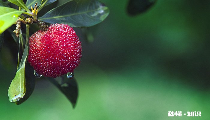 施什么肥使杨梅果子大 使杨梅果子大施什么肥