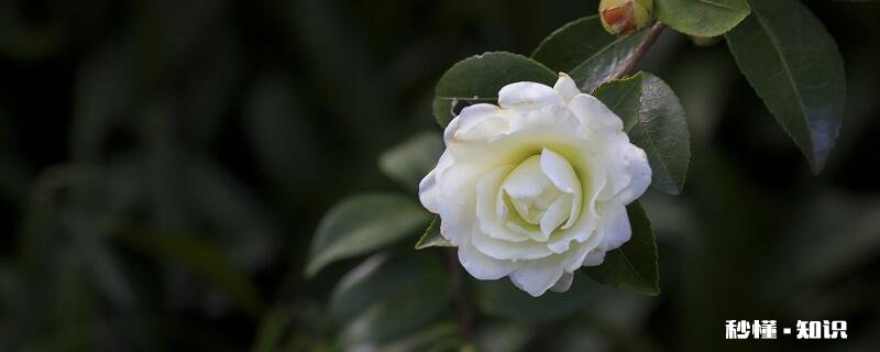 山茶花什么时候开 山茶花的开花时间