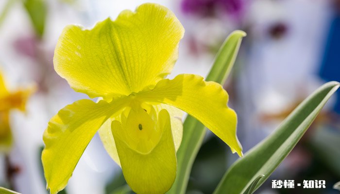 兰花的养殖方法和注意事项 兰花的养殖方法和注意事项有哪些