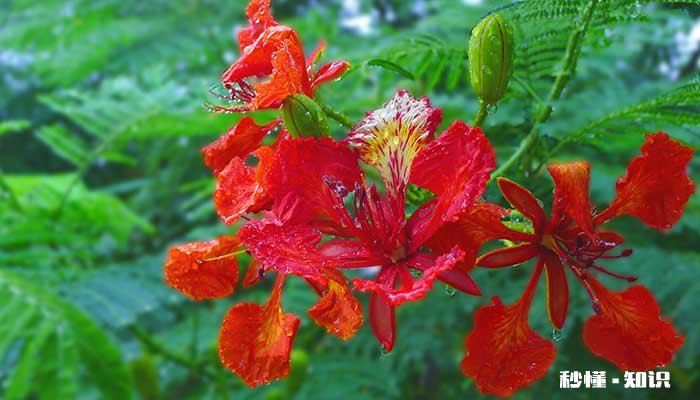 凤凰花花语 凤凰花花语是什么