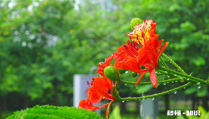 凤凰花花语 凤凰花花语是什么