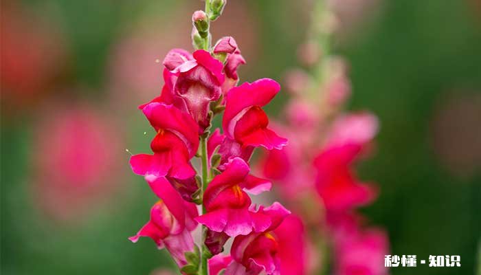 金鱼草的养殖方法和注意事项 金鱼草的养殖方法和注意事项有哪些