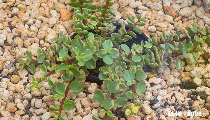 雅乐之舞怎么修剪 雅乐之舞的修剪方法