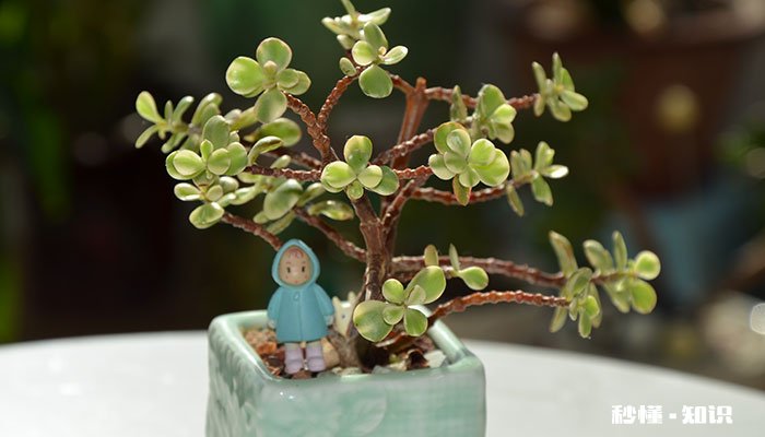 雅乐之舞怎么修剪 雅乐之舞的修剪方法