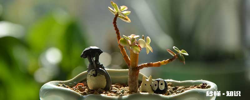 雅乐之舞怎么修剪 雅乐之舞的修剪方法