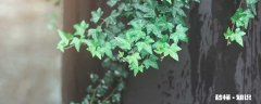 常春藤的养殖方法和注意事项 常春藤的养殖方法和注意事项有哪些