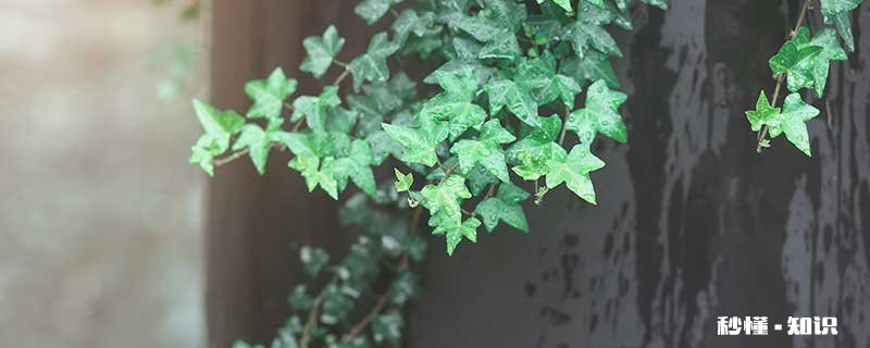 常春藤的养殖方法和注意事项 常春藤的养殖方法和注意事项有哪些
