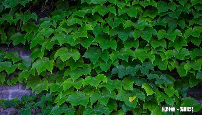 常春藤的养殖方法和注意事项 常春藤的养殖方法和注意事项有哪些