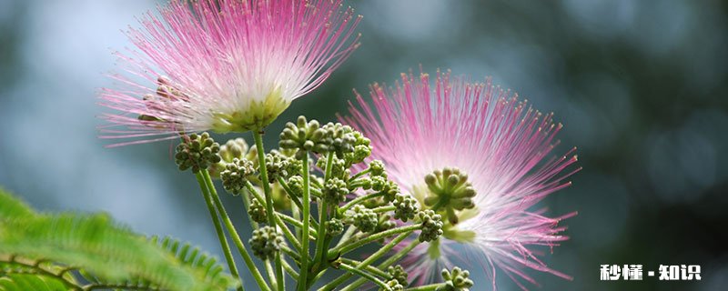 合欢花花语 合欢花花语是什么