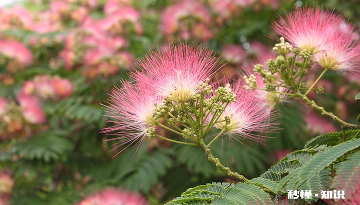 合欢花花语 合欢花花语是什么