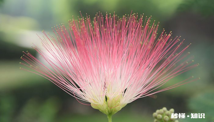 合欢花花语 合欢花花语是什么