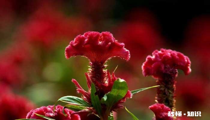 鸡冠花什么时候开 鸡冠花的开花时间