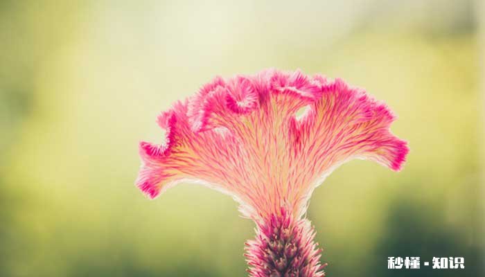 鸡冠花什么时候开 鸡冠花的开花时间